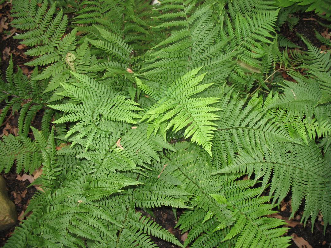 Online Plant Guide Dryopteris affinis / Goldenscaled Male Fern